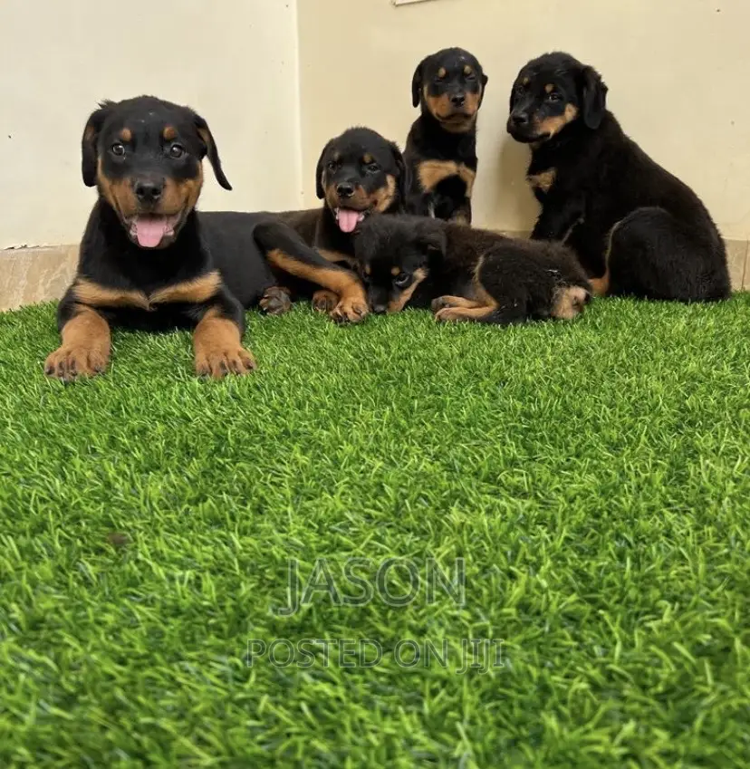 3-6 months Male Purebred Doberman Pinscher