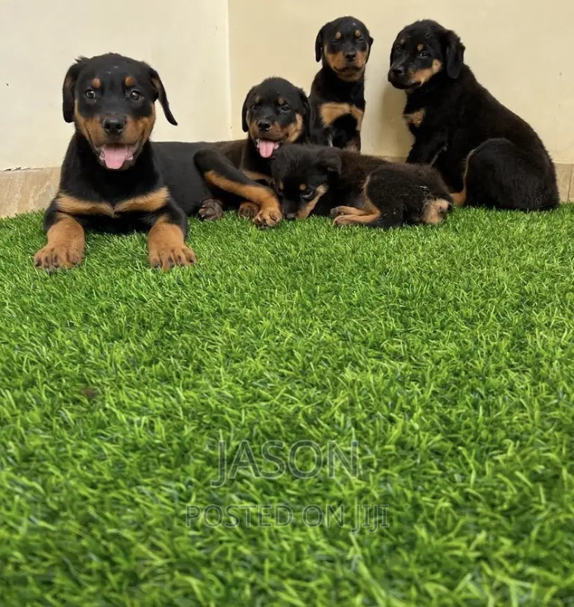 3-6 months Male Purebred Doberman Pinscher