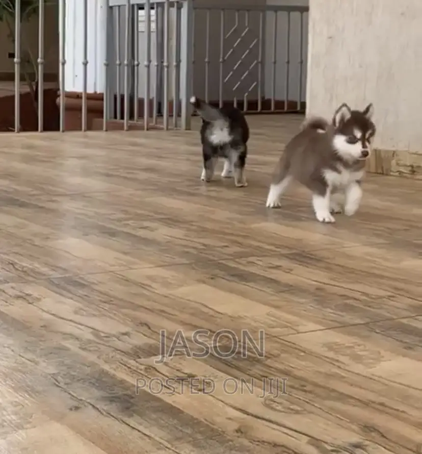 3-6 months Male Purebred Siberian Husky