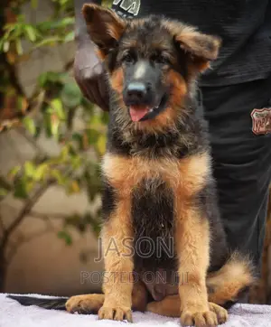 3-6 months Male Purebred German Shepherd