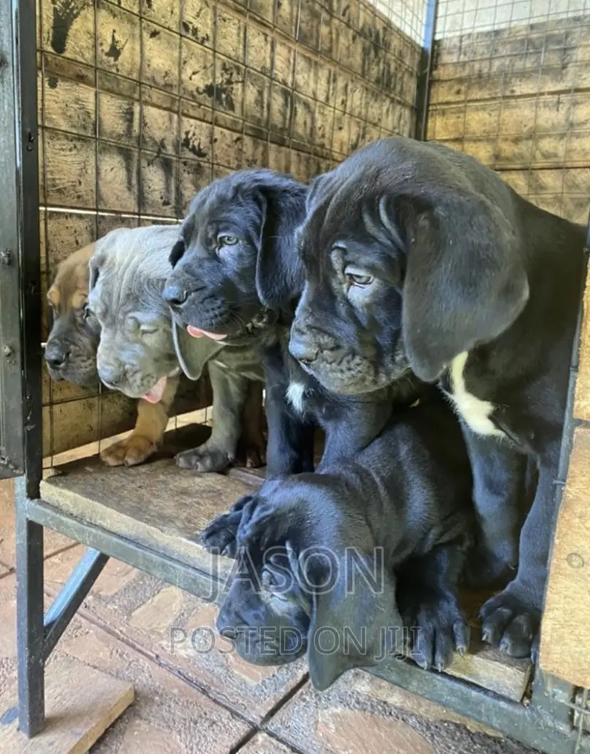 3-6 months Male Purebred Boerboel