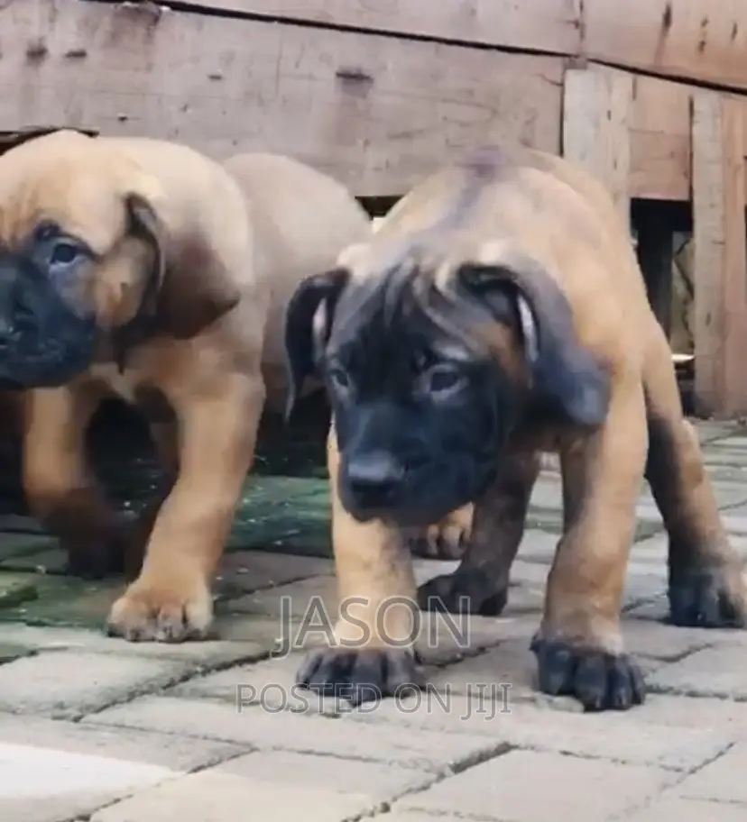 3-6 months Female Purebred Boerboel