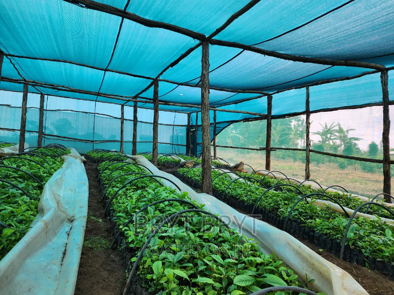 CWDR Coffee Seedlings