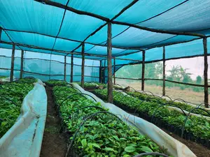 CWDR Coffee Seedlings