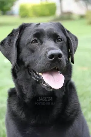 1+ Year Male Purebred Flat-Coated Retriever
