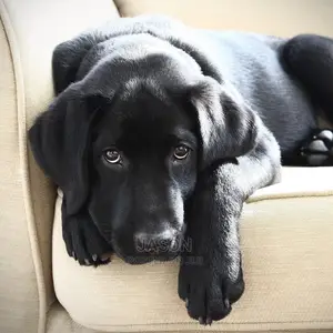 1+ Year Male Purebred Flat-Coated Retriever