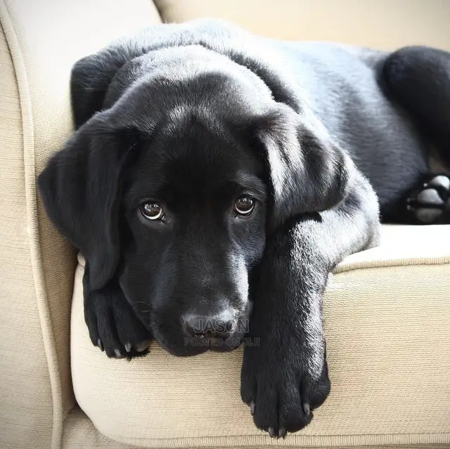 1+ Year Male Purebred Flat-Coated Retriever