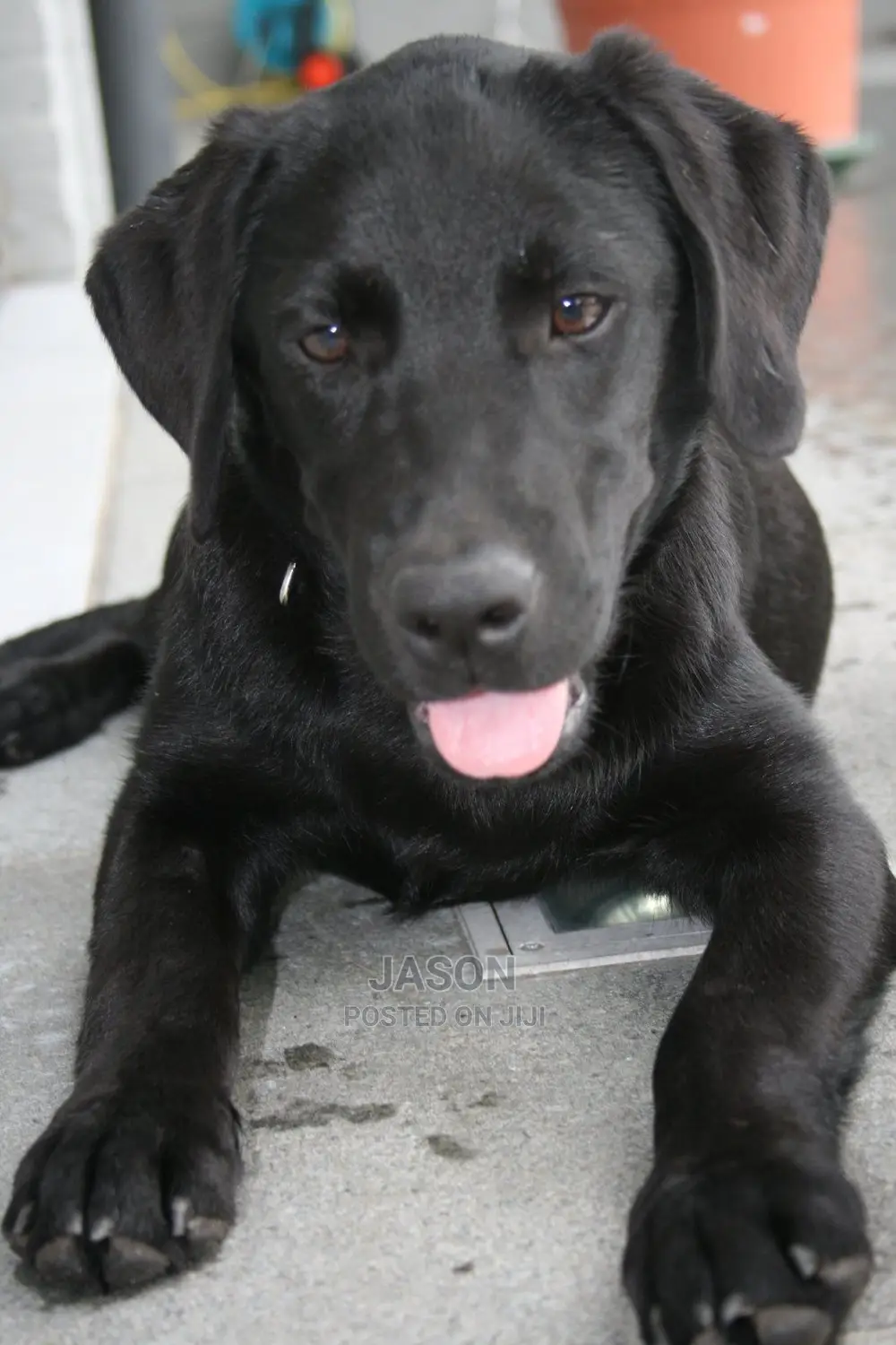 1+ Year Male Purebred Flat-Coated Retriever