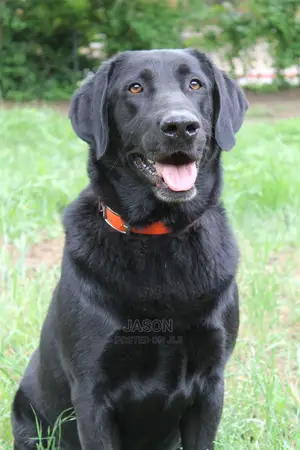 1+ Year Male Purebred Flat-Coated Retriever