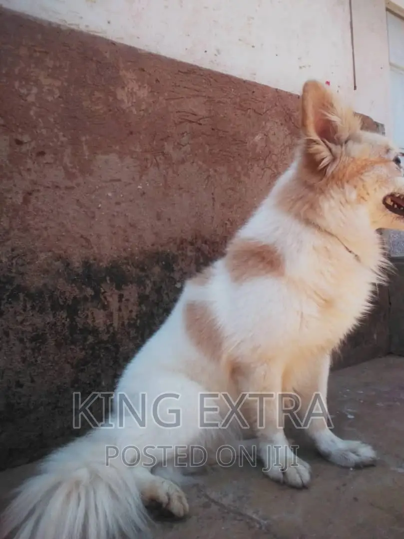 6-12 months Male Purebred Japanese Spitz