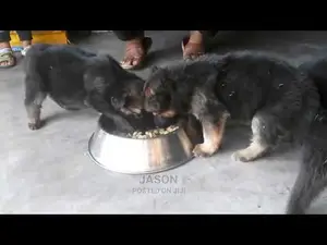 Young Male Purebred German Shepherd Dog