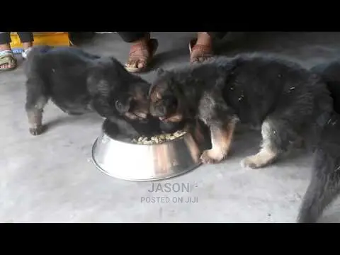 Young Male Purebred German Shepherd Dog