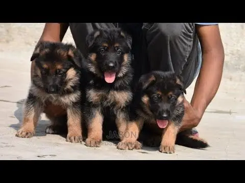 Young Male Purebred German Shepherd Dog
