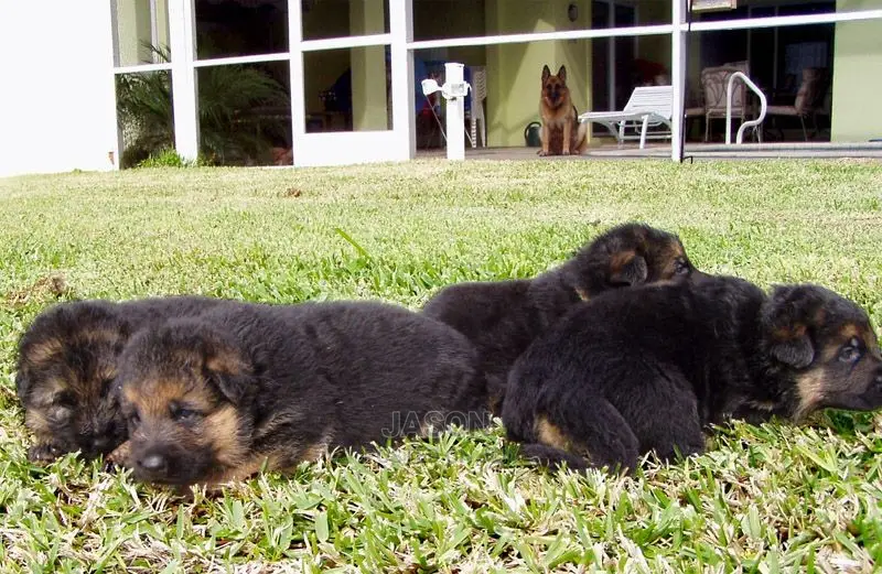 Young Male Purebred German Shepherd Dog