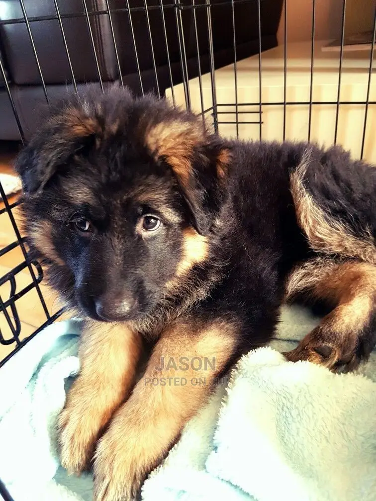 Young Male Purebred German Shepherd Dog