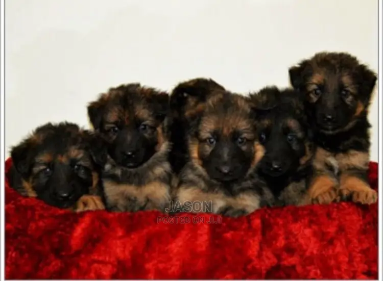 Young Male Purebred German Shepherd Dog