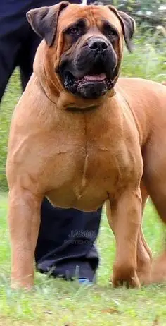 Young Male Purebred Boerboel