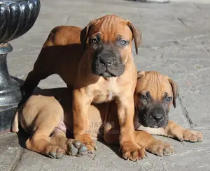 Young Male Purebred Boerboel