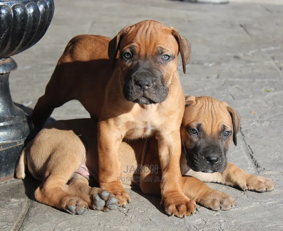Young Male Purebred Boerboel
