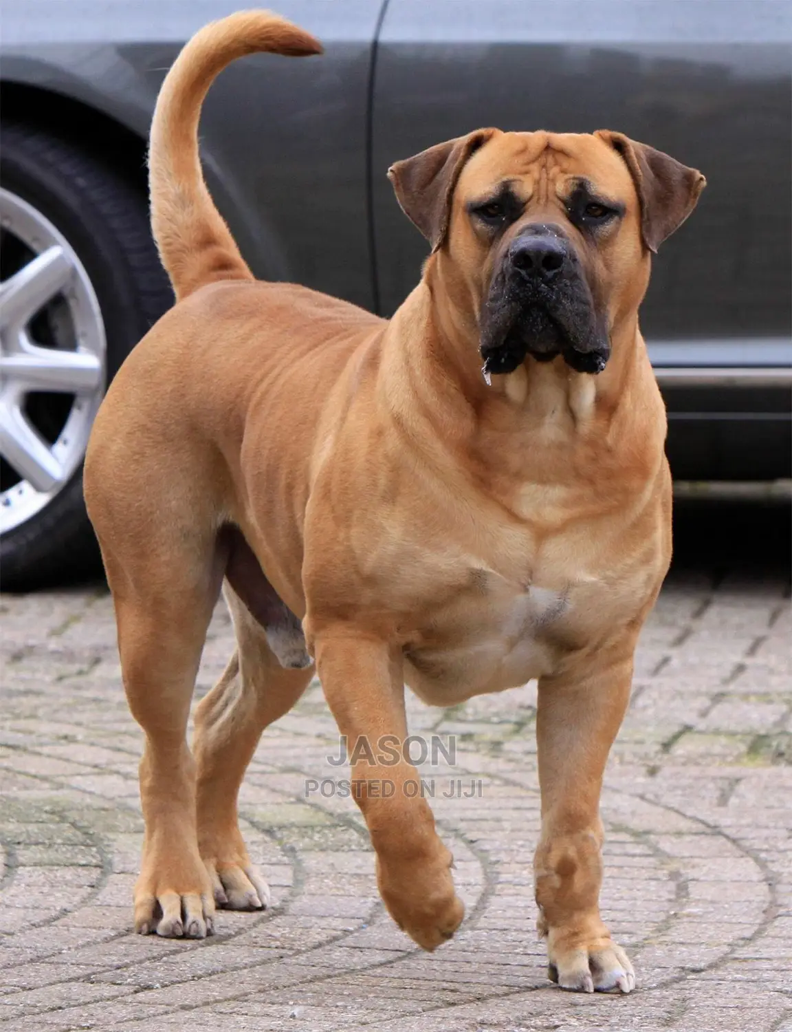 Young Male Purebred Boerboel