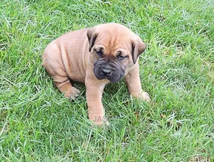 Young Male Purebred Boerboel