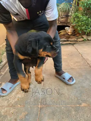 3-6 months Male Purebred Rottweiler