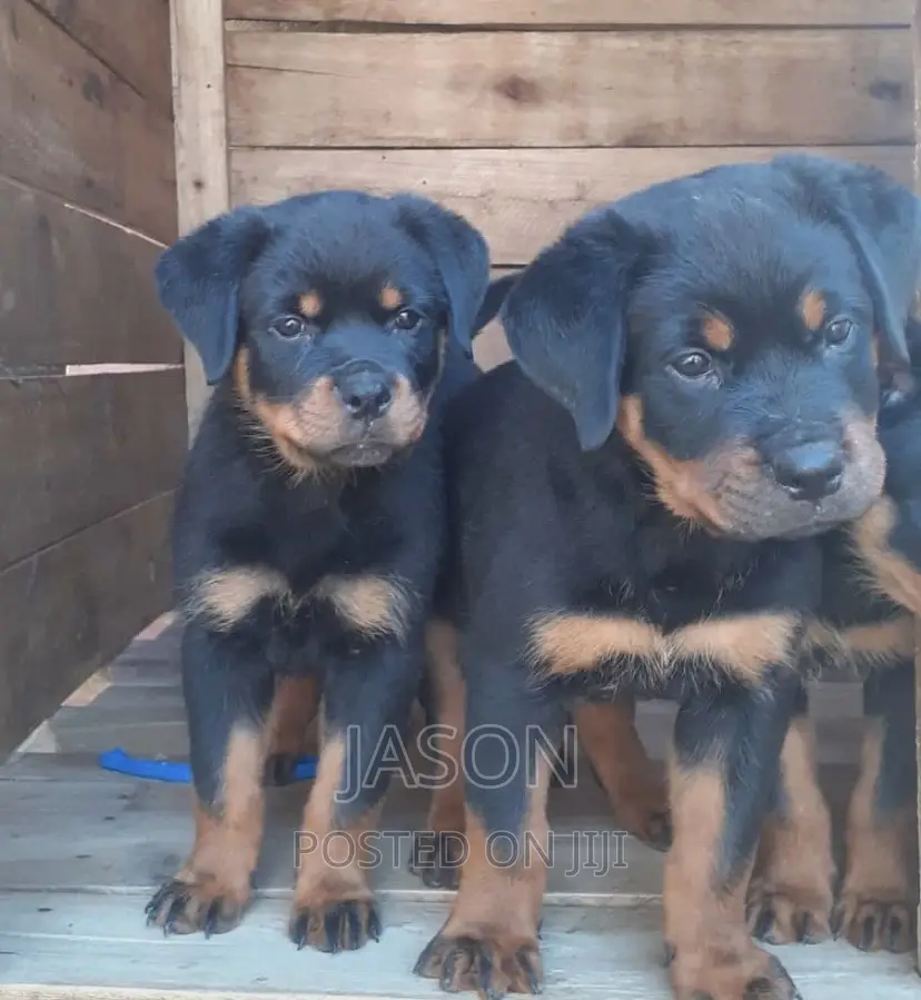 1-3 months Female Purebred Rottweiler