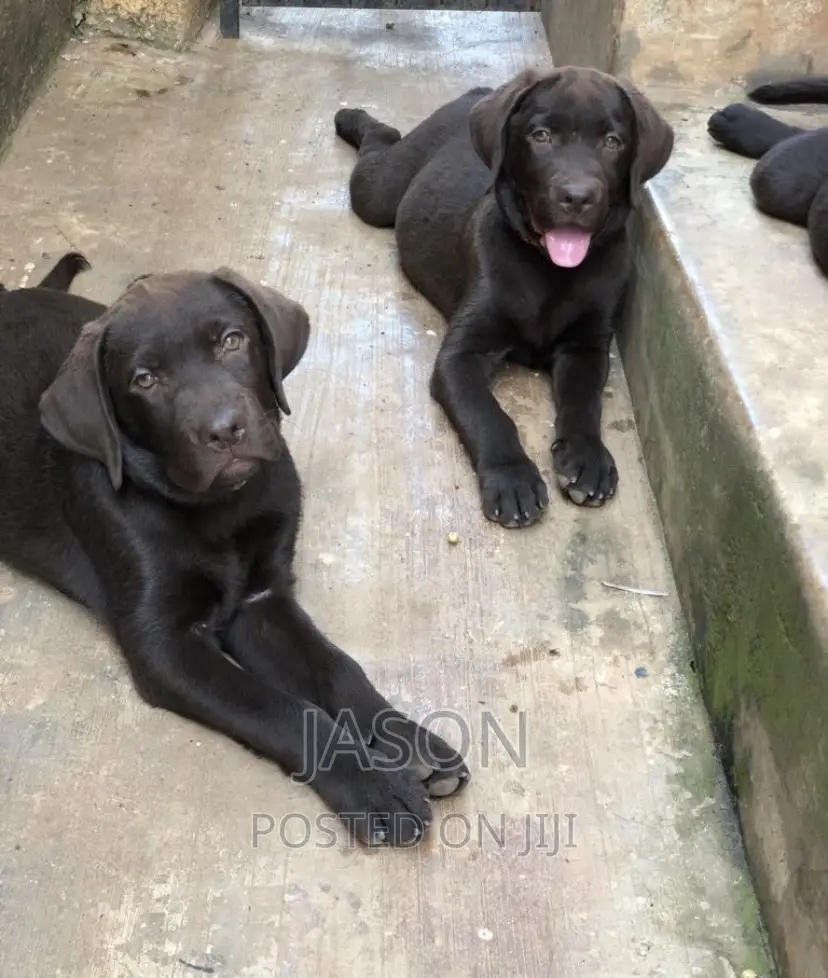 6-12 months Male Purebred Labrador Retriever