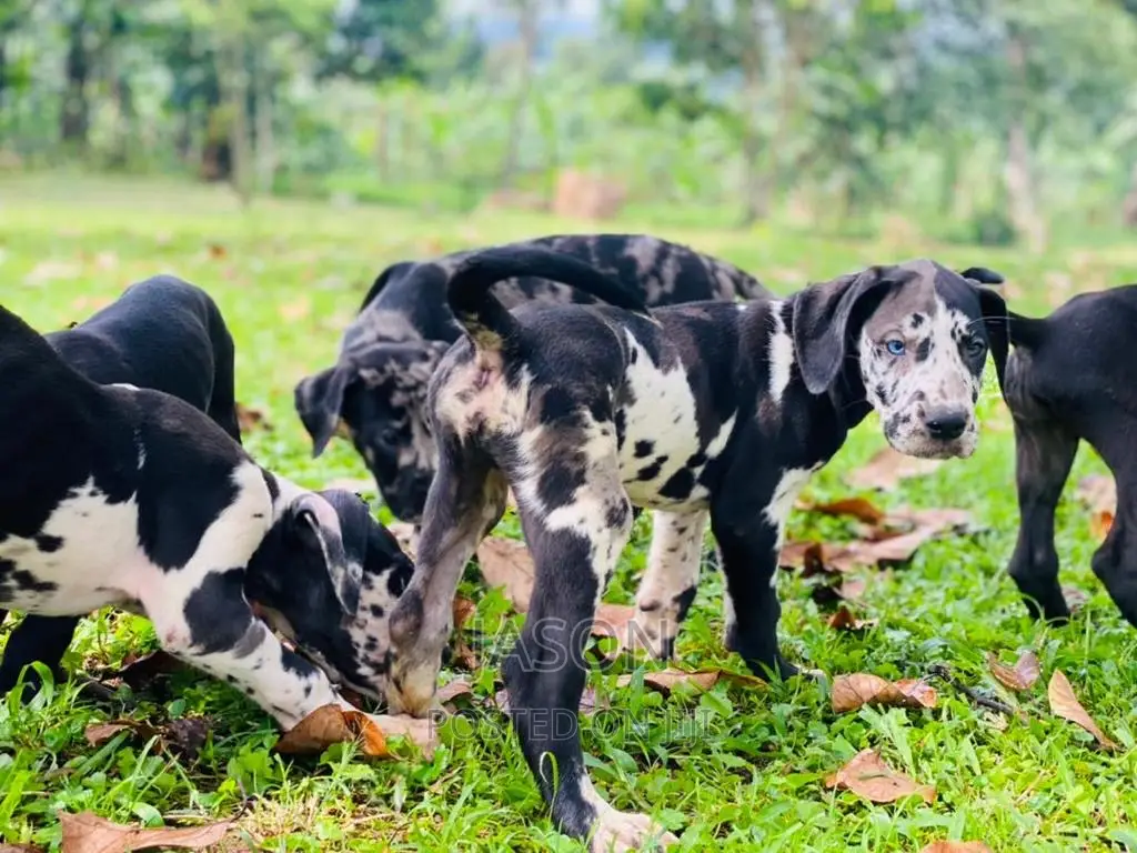 3-6 months Male Purebred Great Dane
