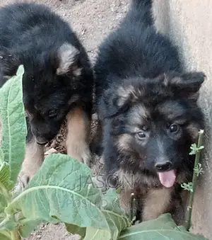 3-6 months Male Purebred German Shepherd