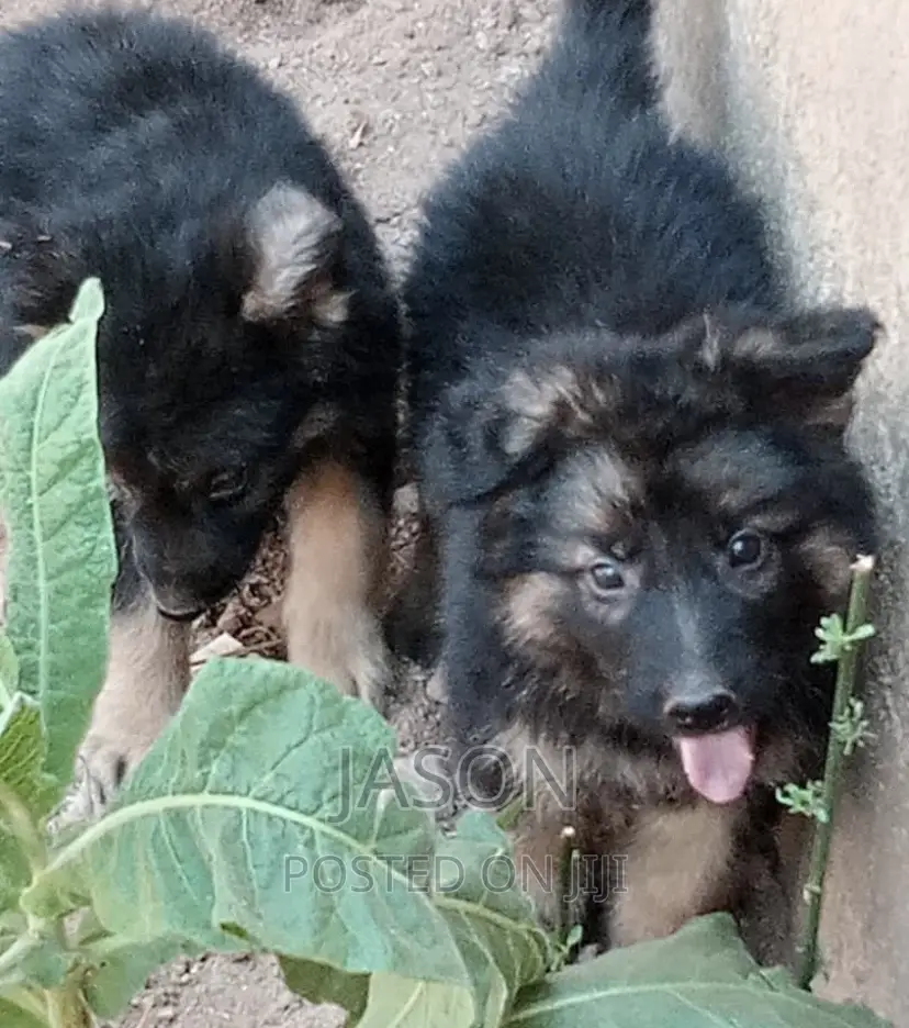 3-6 months Male Purebred German Shepherd