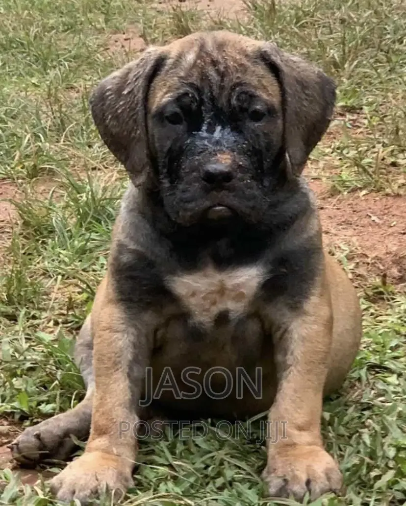 1-3 months Female Purebred Boerboel