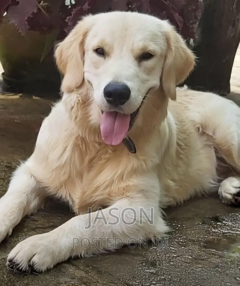 6-12 months Female Purebred Labrador Retriever