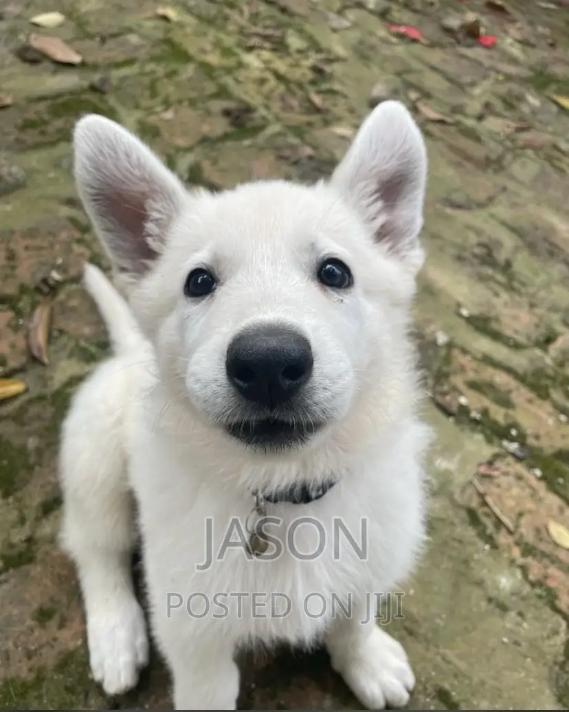 1-3 months Male Purebred White Shepherd
