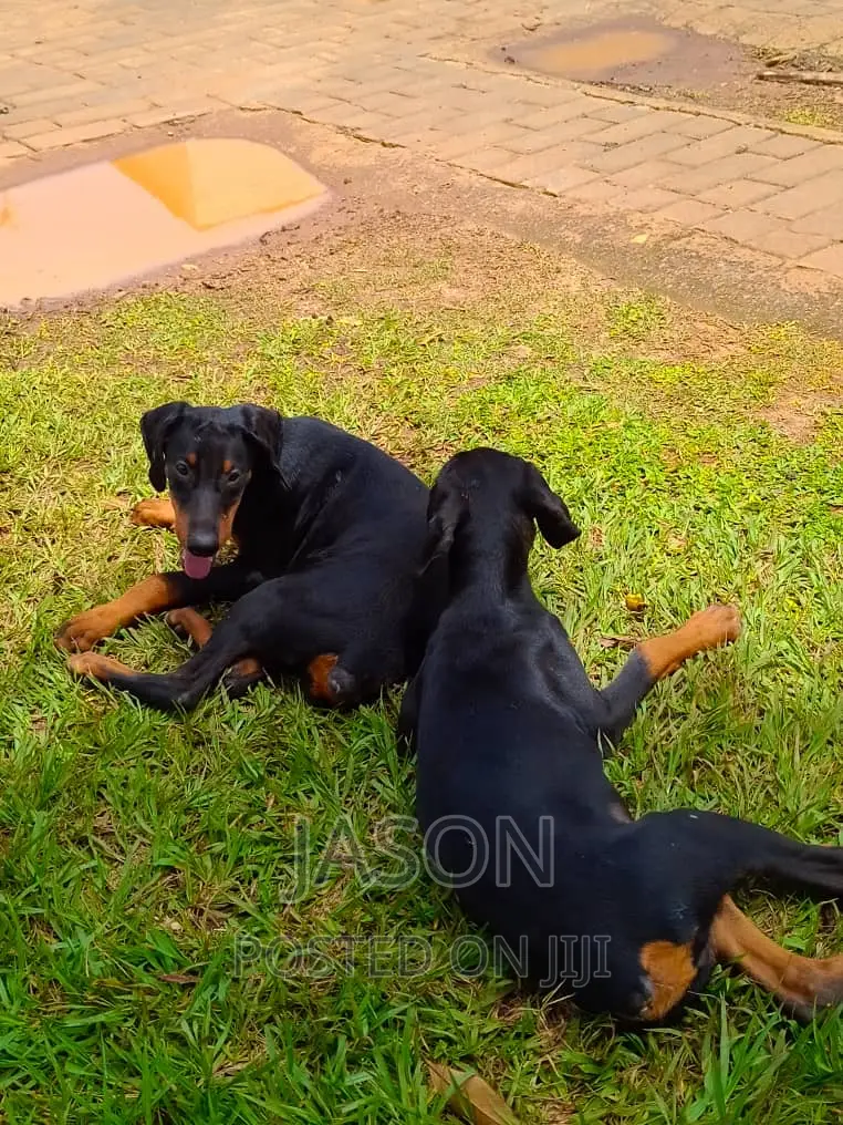 6-12 months Male Purebred Doberman Pinscher