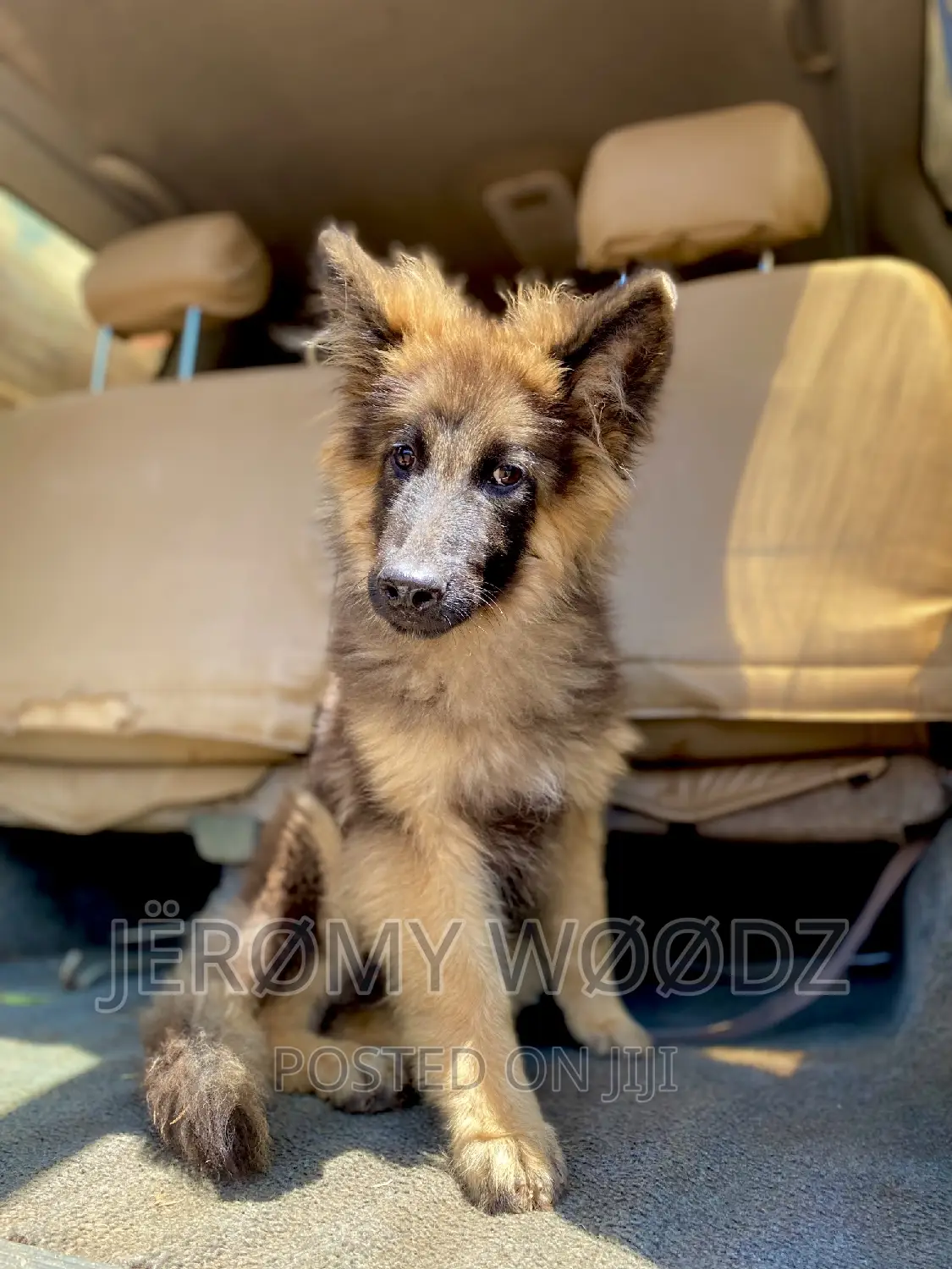 3-6 months Male Purebred German Shepherd