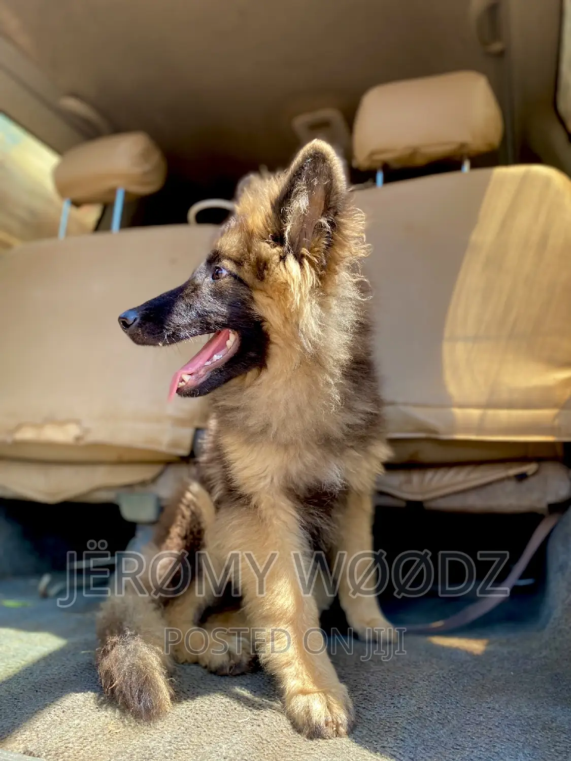 3-6 months Male Purebred German Shepherd