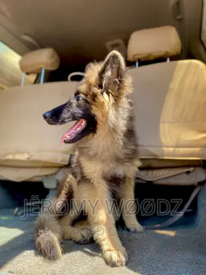3-6 months Male Purebred German Shepherd