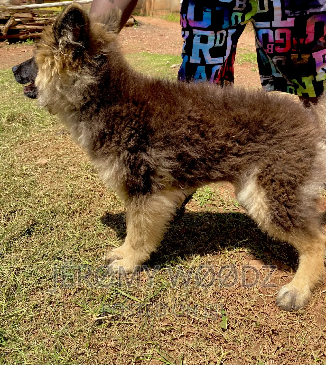 3-6 months Male Purebred German Shepherd