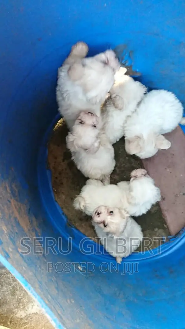 3-6 months Male Purebred Maltese
