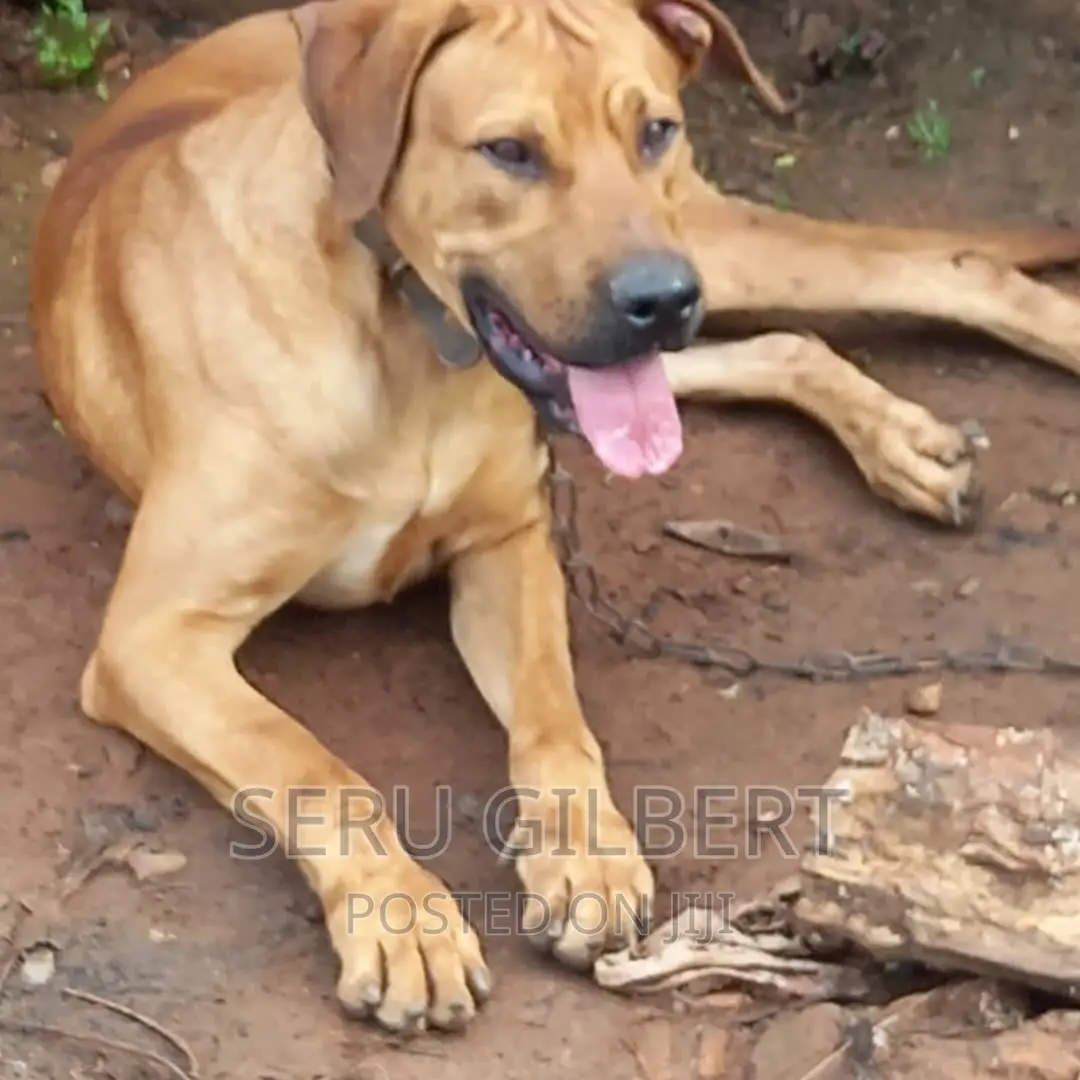 3-6 months Male Purebred Boerboel