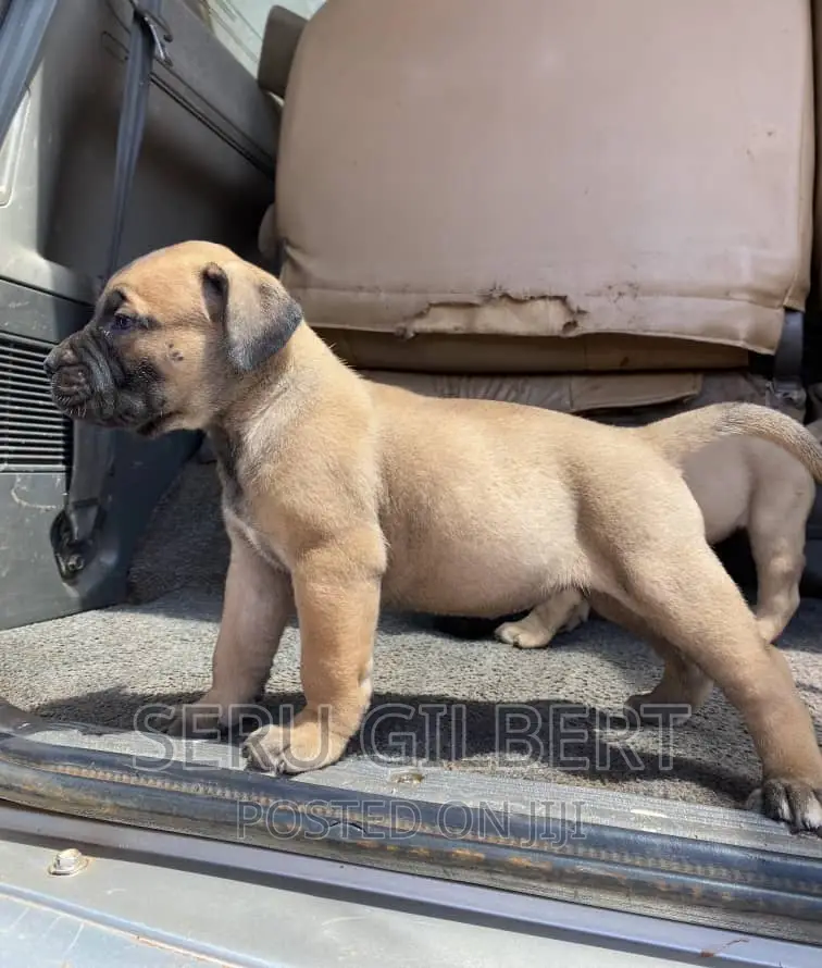 3-6 months Male Purebred Boerboel