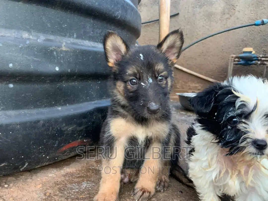 3-6 months Male Purebred German Shepherd