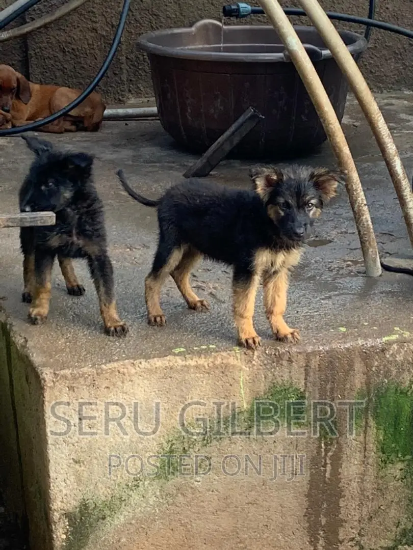 1-3 months Male Purebred German Shepherd