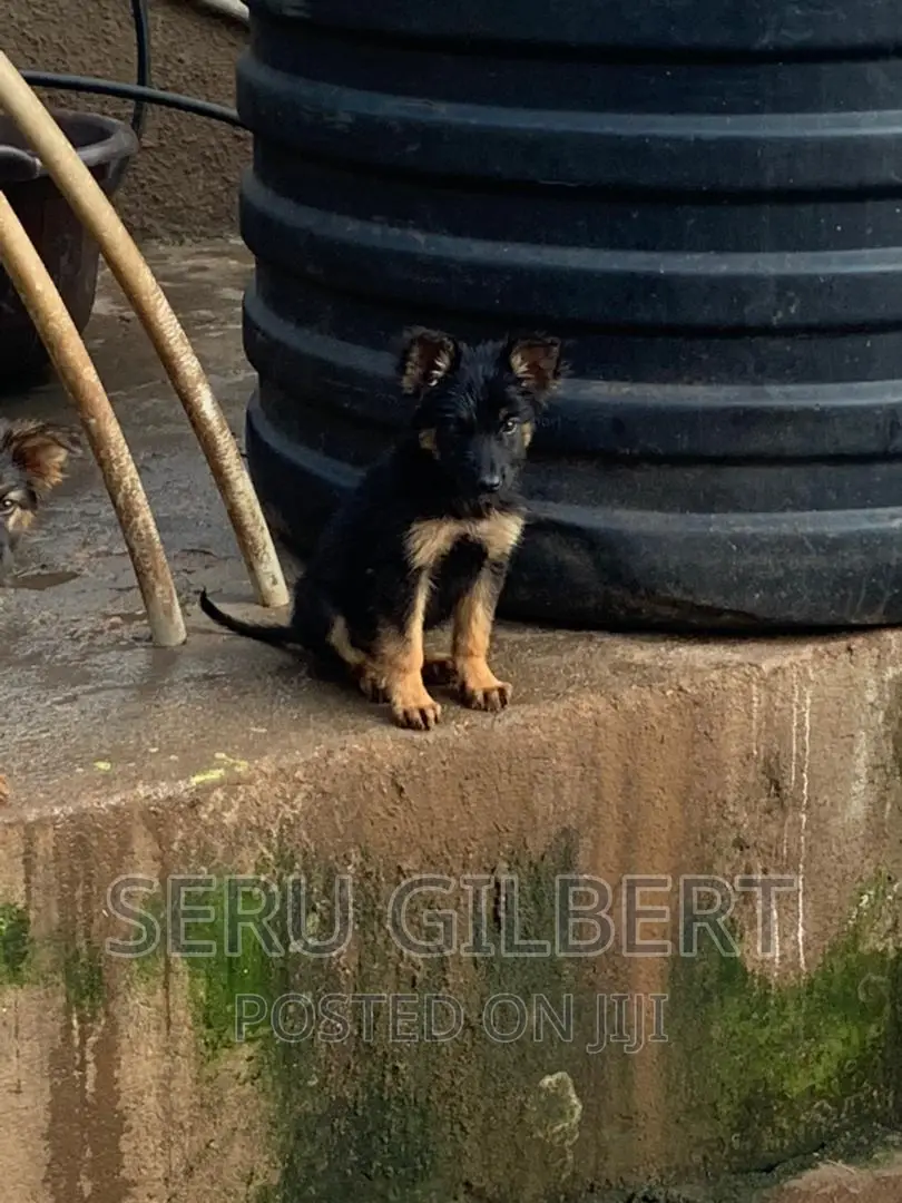3-6 months Male Purebred German Shepherd