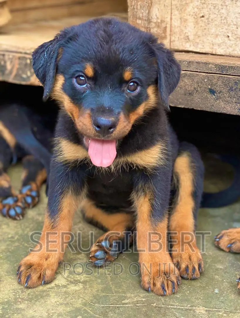 3-6 months Male Purebred Rottweiler