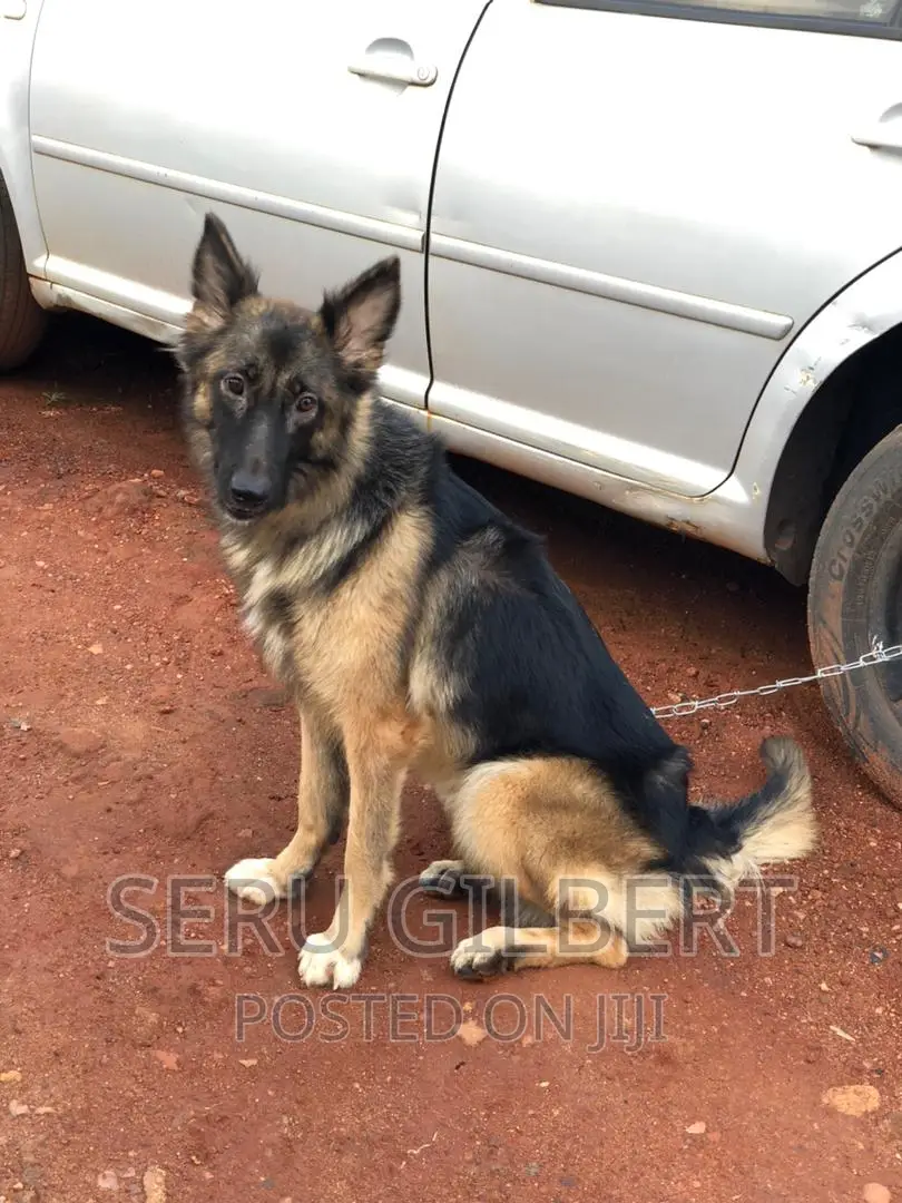 3-6 months Male Purebred German Shepherd