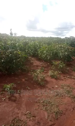 120 Acres for Sale in Buyende