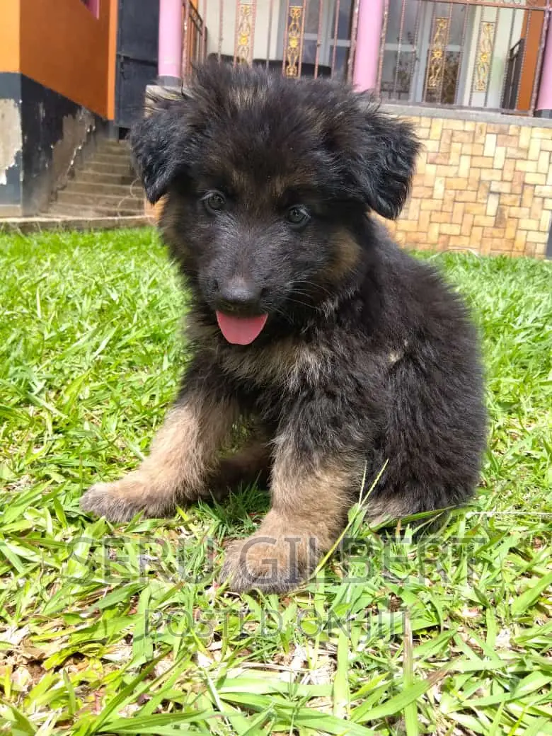 3-6 months Male Purebred German Shepherd