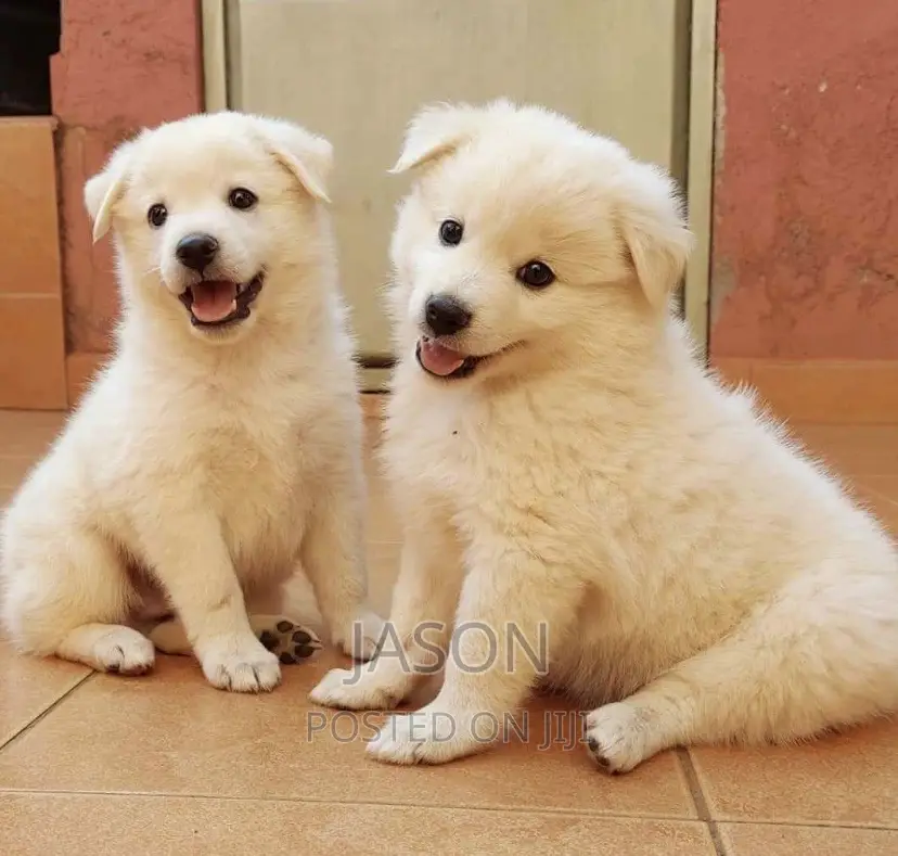 3-6 months Male Purebred Japanese Spitz